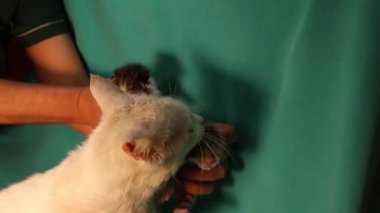 İki yavru kediyi videoya çektim, ama anneleri reddetti ve onları elimden aldı. Beyaz anne renkli kedi yavrularını seviyor. Hayvanlarda ırkçılık yoktur, renk çubuğu. veteriner kucağında küçük kediler
