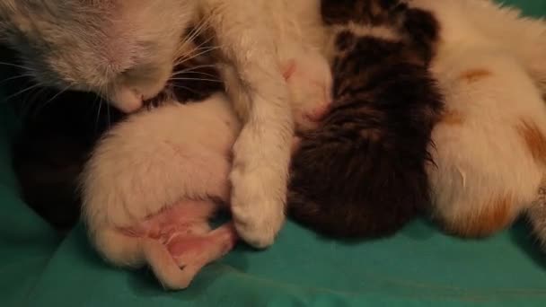 Madre Gato Limpiando Sus Gatitos Mamá Felina Lame Desperdicio Sus — Vídeo de stock