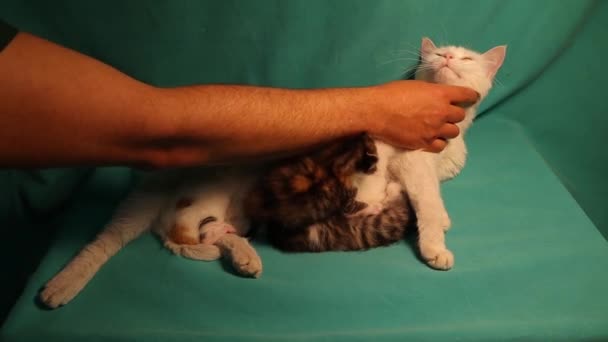 Medico Che Esamina Gatto Paziente Mentre Prende Cura Dei Suoi — Video Stock