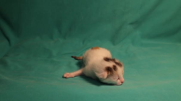 Gatito Manchado Blanco Aislado Sobre Fondo Verde Pequeño Felino Tiene — Vídeo de stock