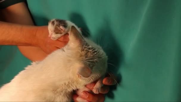 Cogí Dos Gatitos Para Videografiarlos Pero Madre Negó Los Quitó — Vídeo de stock