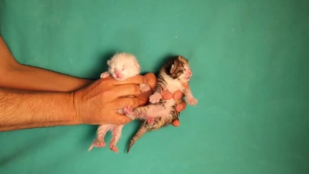 Der Tierarzt Hält Jungtiere Neugeborene Weiß Und Gestromt Auf Grünem — Stockvideo