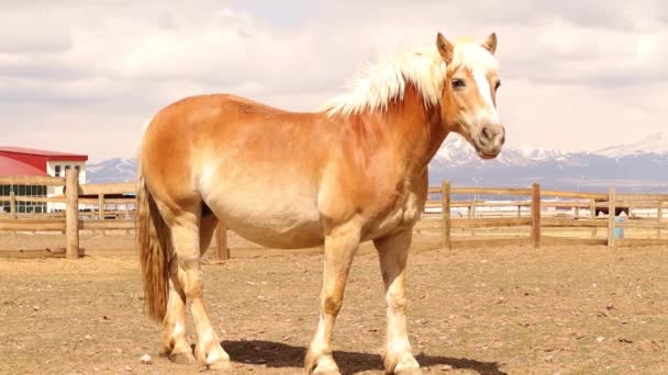 Haflinger Osamělý Kůň Kaštan Kůň Stojí Dívá Poli Muž Oploceném — Stock video