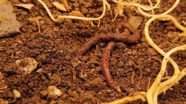 1 cm 'si düzinelerce yaratık, belki yüzlerce solucan, böcek larvası ve daha fazlasını barındıran verimli topraklarda yaşam terimleri. Kökler arasında yer altı böcekleri. Vahşi yaşam, bahçe. Böcekler, böcekler.