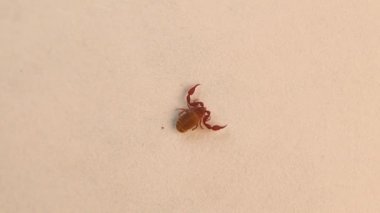 Psödoscorpion beyaz bir arkaplanda izole edilmiş. Sahte akrep ya da akrep olarak da bilinen psödoscorpionidae familyasından Pseudoscorpionidae familyasına ait bir örümcekgiller familyasıdır.