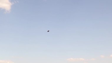 Bkuzey kanatlı kuş mavi gökyüzünde uçuyor. Kuzey kanadının sesleri geliyor. Vanellus Vanellus Türkiye 'deki doğal ortamında. Kanat geniş kanatlarını açıyor. Avareler, kuş gözlemcileri. vahşi