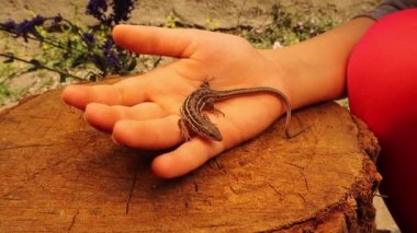 Küçük kız kertenkeleyi tutuyor ve okşuyor. Bu sürüngene Dwarf Kertenkelesi denir, skink (Parvilacerta parva) .çocuk egzotik veteriner olmak istiyor. Vahşi yaşam veterineri. Veteriner. Hayvan, sürüngen, hayvan