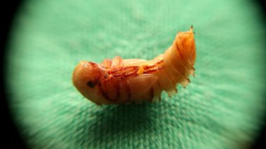 Mikroskop altında yemek kurdu. Beyaz arka planda yemek solucanı; pupa. Süper solucanlar; yemek solucanının pupa aşamaları, bir süper solucanın yaşam döngüsü, süper solucanlar, süper solucanlar, böcekler, böcekler, böcekler,