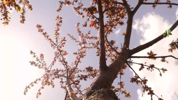 Körsbärsträd Våren Körsbärsträd Blommor Körsbärsblomma Blomma Släktet Prunus Också Kända — Stockvideo