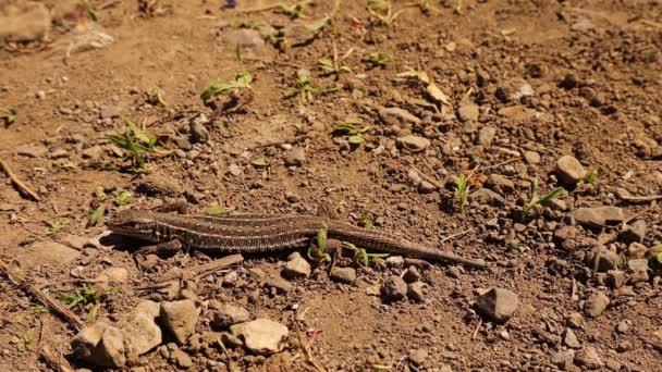 Kamouflerad Ödla Jorden Reptil Sola Fantastiska Kamouflagedjur Högst Upp Reptilen — Stockvideo
