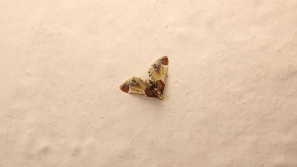 Moth Izolovaný Bílém Pozadí Úžasně Maskovaný Hmyz Který Vypadá Jako — Stock video