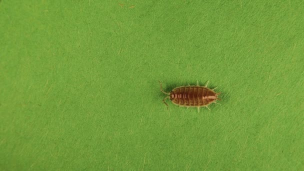 緑の背景に隔離されたガラスの錠剤のバグ ガラスバグ 消化器系を観察することができます アルマジリディウス Armadillidiidae ウッドライス科 美しい虫虫虫 野生の虫 野生の自然 — ストック動画
