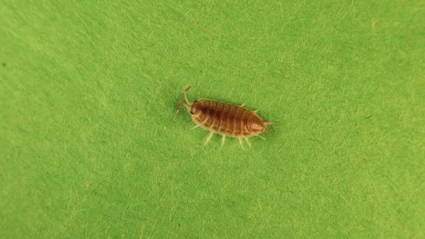 Glass Pill Bug Isolated Green Background Glass Bug Movement Her — Stock Video