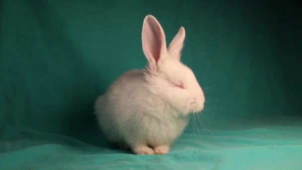 Lapin Blanc Veut Dormir Sur Fond Vert Visage Lapin Est — Video