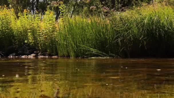 五箇山マハの川の流れ トルコのエルズルム 夏の素晴らしい新鮮な水の急流 緑の自然林の風景の中に川のストリーム ジグザグの川は夏の谷の間を流れる 野生の自然 — ストック動画