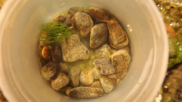 Una Muestra Agua Del Río Contiene Una Larva Libélula Fauna — Vídeo de stock