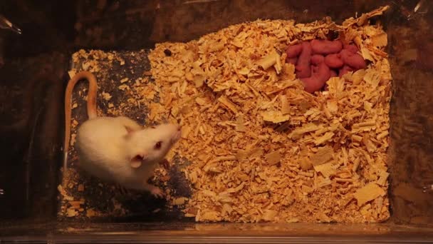 白老鼠妈妈带着她的孩子 Wistar老鼠的眼睛是红色的老鼠窝 老鼠家庭 新生儿 新生儿 小啮齿动物作为宠物 啮齿类动物实验室里的动物 野生动物 野生生物 — 图库视频影像