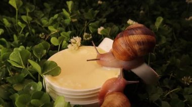 Yanında beyaz yonca çiçekleri bulunan kozmetik krem kavanozunda sürünen salyangozlar. Salyangoz sümüğüyle güzellik bakım kozmetiği, yeşil çimlerde salyangozlu nemlendirici krem. Organik ürünler