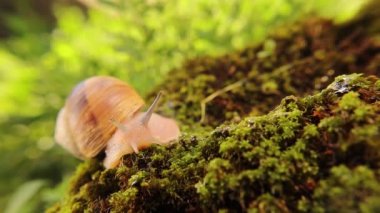 Salyangoz suratlı. Bahçede yosun üstünde sürünen bir salyangoz. Not: Salyangoz süzülmesine yardımcı olan sümük salgılar. Bu mukus maddeleri cildin kolajeni yenilemesine yardımcı olur. Böcekler, böcekler. hata, hata