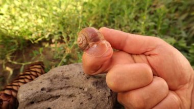 Erkek el bahçede bir salyangoz tutuyor. Salyangoz ortaya çıktığında, onu yaradan koruyan mukoza bir madde salgılar. Aynı mukus, insan vücudunda kolajen üretmek için deriyi uyarır.