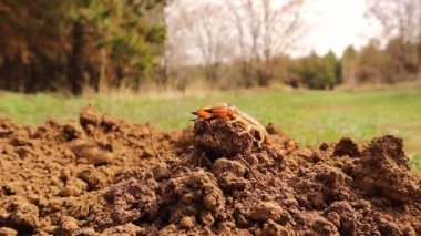 Kamuflajlı akrep. Hayret verici kamuflaj hayvanları. Sarı akrebi kapatın. Yakın plan akrep. Böcekler, böcekler, böcekler. Hayvanlar, hayvanlar. Vahşi yaşam, vahşi doğa. Orman, orman, çöl. bahçe, park