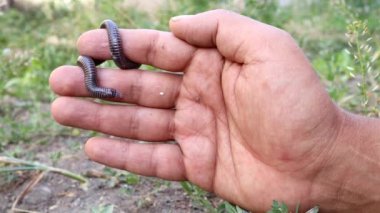 Veteriner elinde yılan tutuyor. Kör yılan zehirli değildir; vahşi doğada bir solucan (solucan yılanı) yılan gibi görünür, sürüngen. Egzotik veteriner. Vahşi yaşam veterineri. Veterinerlik. Vahşi yaşam