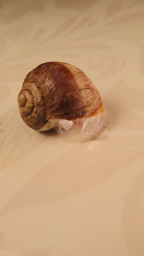 Caracol Durmiendo Sobre Fondo Blanco Cuando Caracol Hiberna Rodea Parte — Vídeo de stock