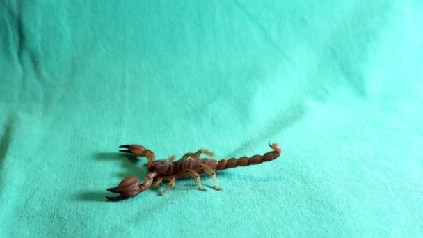 Erection Scorpion Tail Erection Sex Penis Scorpion Preparing Attack Scorpion — Video Stock