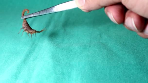 Videografía Escorpión Escorpión Aislado Escorpión Amarillo Colocado Sobre Fondo Verde — Vídeos de Stock