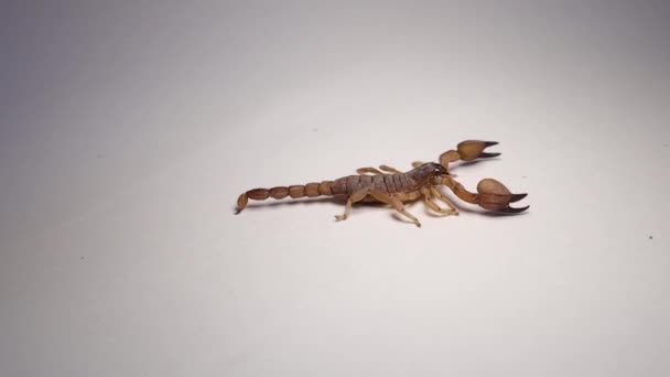 Scorpio Scorpion Isolated Scorpion White Background Close Yellow Scorpion Closeup — Stock Video