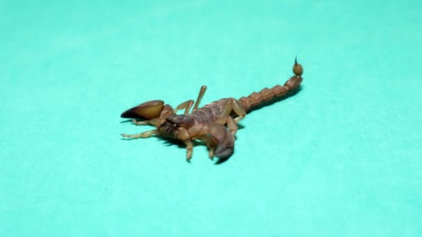 Scorpion Marche Reculons Scorpion Isolé Sur Fond Vert Gros Plan — Video