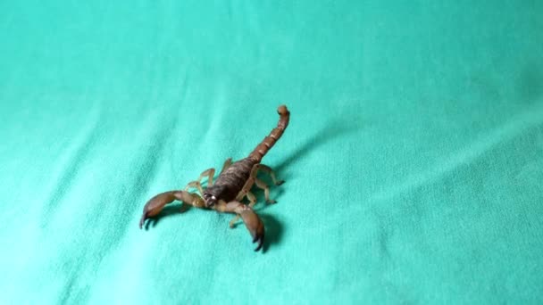 Escorpión Caminando Escorpión Atacando Aislado Sobre Fondo Verde Primer Plano — Vídeos de Stock