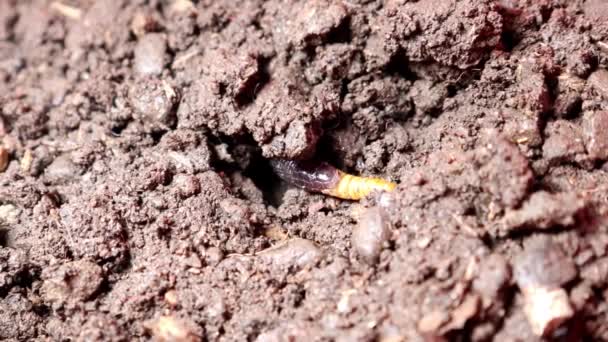 Worm Snake Eating Meal Worm Close Snake Looks Worm Blind — Stock Video