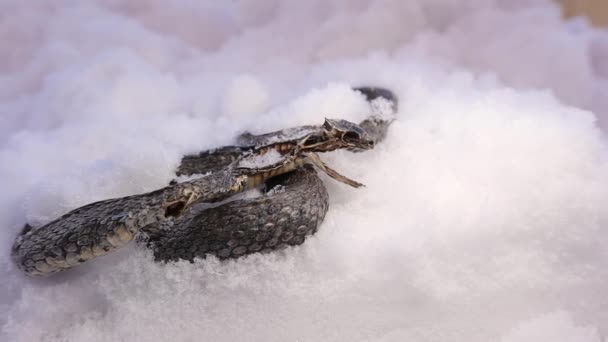 Una Serpiente Muerta Aparece Después Derretir Poco Nieve Serpiente Agua — Vídeo de stock