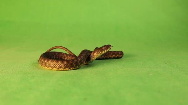 Cobra Espeta Língua Num Fundo Verde Water Snake Uma Serpente — Vídeo de Stock