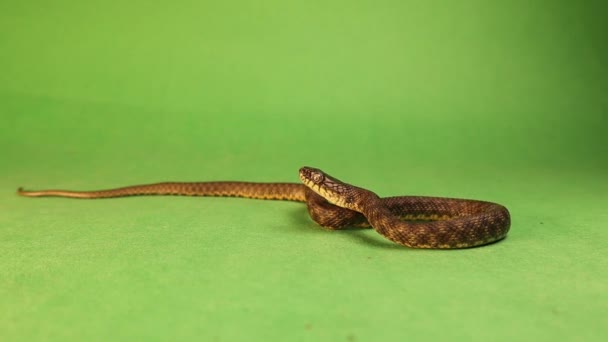 Cobra Espeta Língua Num Fundo Verde Water Snake Uma Serpente — Vídeo de Stock