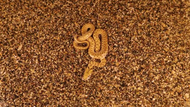 Serpiente Camuflada Cerca Del Lago Serpiente Agua Una Serpiente Venenosa — Vídeos de Stock