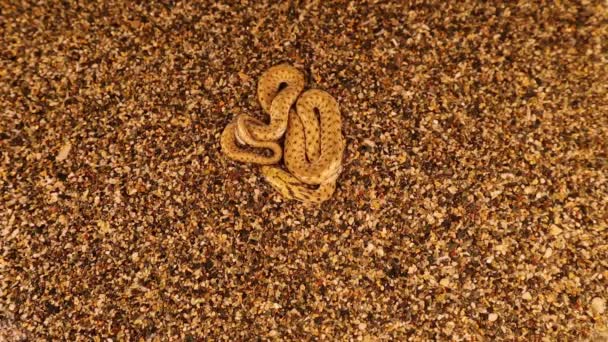 Camouflaged Snake Lake Water Snake Eurasian Nonvenomous Snake Belonging Family — Stock Video