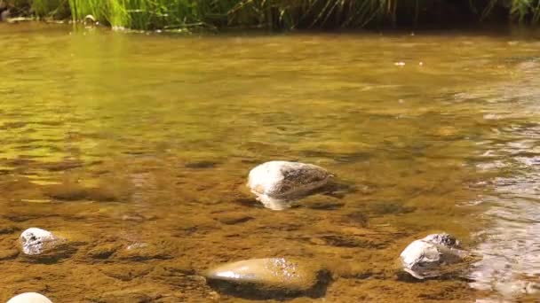 エキゾチックな獣医師は治療後にカメを自然に戻す 淡水カメが水中に潜る カスピ海カメや縞模様の首の地形とも呼ばれます 野生動物獣医師 — ストック動画