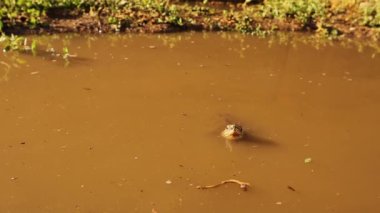 Sudan çıkan tatlı su kaplumbağası. Çizgili boyun terrapini aniden gölden çıkar. Buna ayrıca Caspian kaplumbağası (Mauremys caspica) da denir. Kamufle edilmiş hayvan. Kaplumbağa, sürüngen, sürüngen, evcil hayvan.