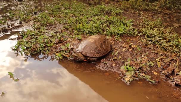 Freshwater Turtle Diving Water Striped Neck Terrapin Goes Swimming Lake — Stock Video