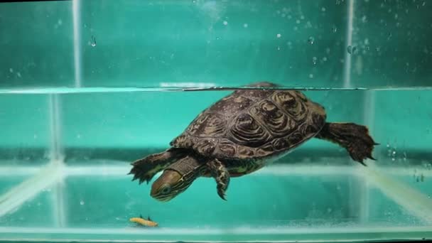 Tortue Mangeant Des Vers Farine Sous Eau Reptile Comme Animal — Video