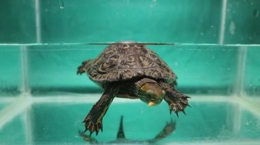 Caspian Kaplumbağası su altında kurtçuk yiyor. Ayrıca çizgili boyun terrapini de deniyor. Evcil bir sürüngen gibi, kaplumbağa. Sürüngenler amfibiler. solucanlar, solucanlar, solucanlar, süper solucanlar, canlı yemekler