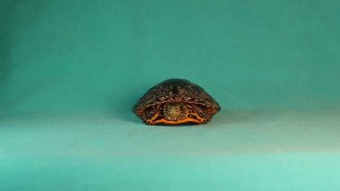 Kaplumbağa yeşil arka planda izole edilmiş. Terrapin kabuğundan çıkıyor ve uzaklaşıyor! Kaspiya kaplumbağası veya çizgili boyun terrapini (Mauremys caspica) .sürüngen, kaplumbağa, sürüngen, hayvan, vahşi yaşam