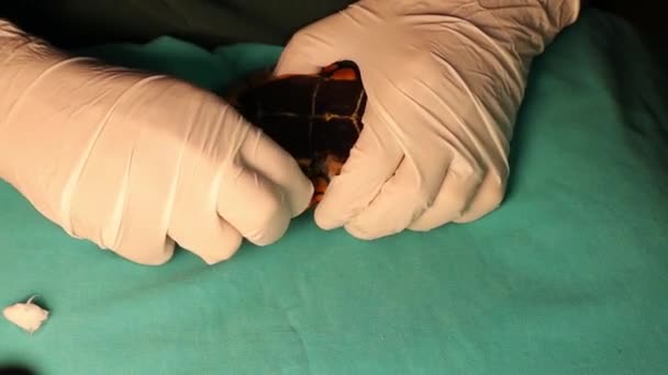 Egzotik Veteriner Kaplumbağaya Antibiyotik Enjekte Ediyor Ayrıca Kaspiya Kaplumbağası Çizgili — Stok video