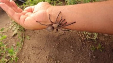 Vahşi bir tarantulayı tutmaya çalışan egzotik bir veteriner. Hayvanları en az tedirginlikle muayene edin. Büyük bir örümcek, böcek ve böcek tutuyor. Vahşi yaşam veterineri. Veteriner tıbbı. Vahşi doğa, böcekler, böcekler.