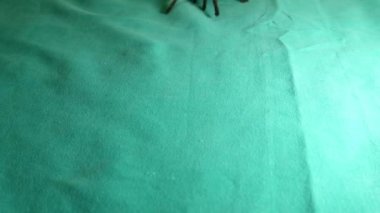 Tarantula izole edildi. Yeşil arka planda tarantula yakın çekim. Süper makro tarantula. Örümcek, yeşil zemin üzerinde izole edilmiş bir örümcek. Süper makro örümcek. böcek, böcek, böcek, böcek, hayvan, hayvan, vahşi yaşam, orman, orman, vahşi doğa, bahçe