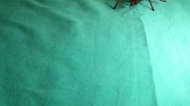 Tarantula izole edildi. Yeşil arka planda tarantula yakın çekim. Süper makro tarantula. Örümcek, yeşil zemin üzerinde izole edilmiş bir örümcek. Süper makro örümcek. böcek, böcek, böcek, böcek, hayvan, hayvan, vahşi yaşam, orman, orman, vahşi doğa, bahçe