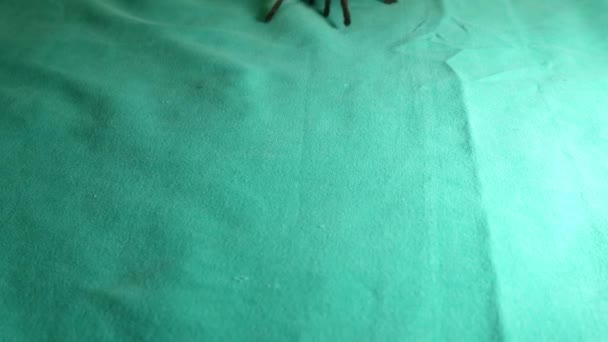 Vogelspinne Isoliert Nahaufnahme Einer Vogelspinne Auf Grünem Hintergrund Super Makro — Stockvideo