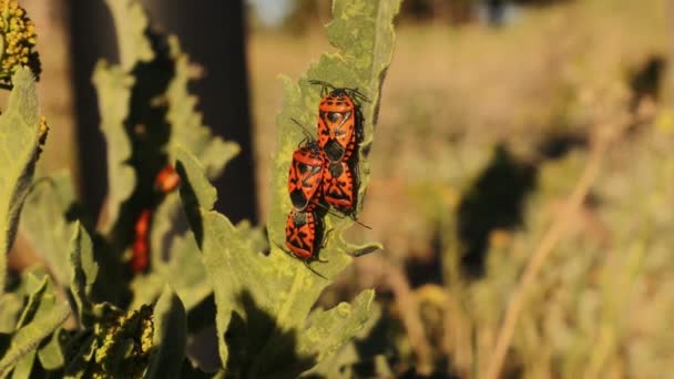 Çimlerin Üzerinde Kundakçılar Baharda Bahçede Kundakçı Çiftleşmesi Böceğe Kırmızı Siyah — Stok video